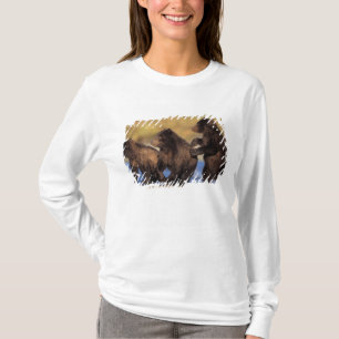 Camiseta urso pardo, Ursus arctos, urso cinzento, Ursus