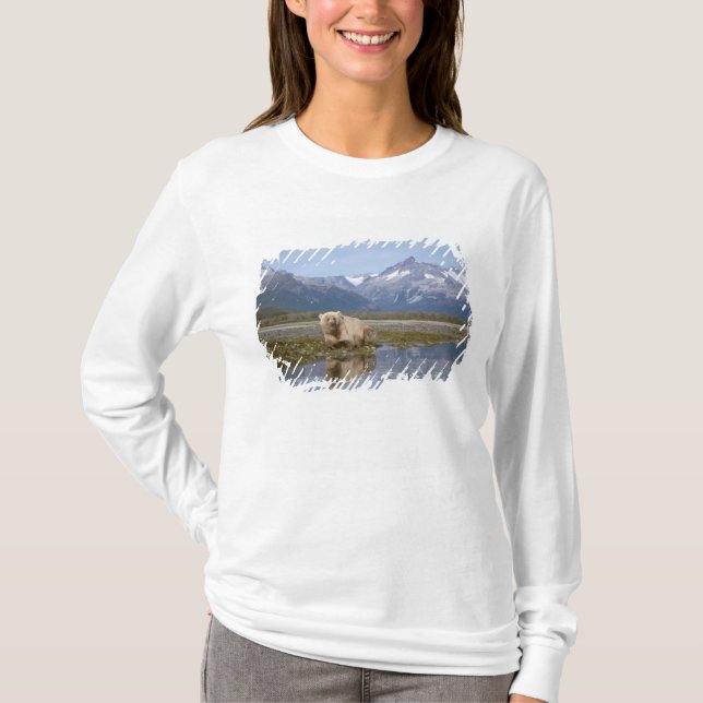 Camiseta urso pardo, Ursus arctos, urso cinzento, Ursus 4 (Frente)