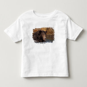 Camiseta urso pardo, Ursus arctos, urso cinzento, Ursus 5