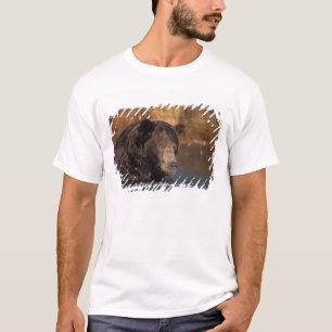 Camiseta urso pardo, Ursus arctos, urso cinzento, Ursus 5
