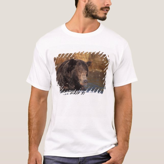 Camiseta urso pardo, Ursus arctos, urso cinzento, Ursus 5 (Frente)