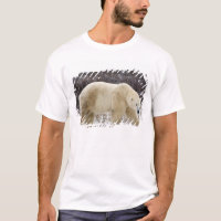 Urso Polar Ursus maritimus) em Churchill
