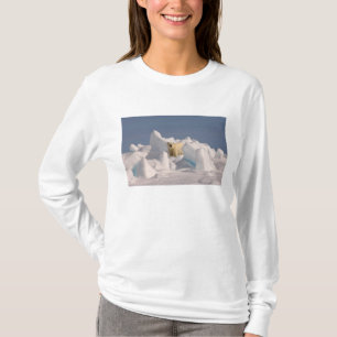 Camiseta urso polar, Ursus maritimus, no gelo áspero