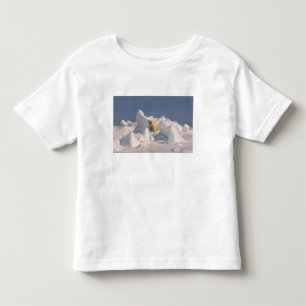 Camiseta urso polar, Ursus maritimus, no gelo áspero
