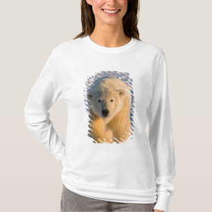 Camiseta urso polar, Ursus maritimus, urso polar no gelo