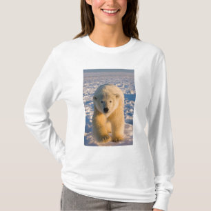Camiseta urso polar, Ursus maritimus, urso polar no gelo