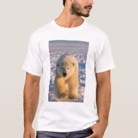 urso polar, Ursus maritimus, urso polar no gelo