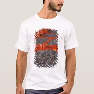 Camiseta Uvas Gamay recém-chegadas da colheita na