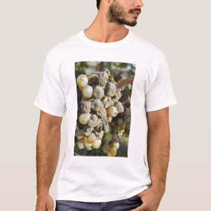 Camiseta Uvas Semillon com podridão nobre. na época da colh