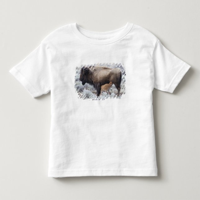 Camiseta Vaca amamentando bezerro de bisão, Yellowstone (Frente)