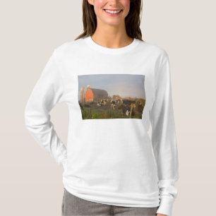 Camiseta vacas leiteiras Holstein do lado de fora de um cel