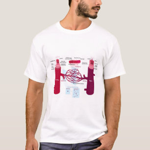 Camiseta Vasos Sanguíneos Diagrama Artérias Veias Capilares
