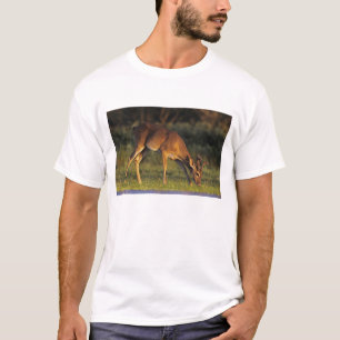 Camiseta Veado branco, Odocoileus virginianus