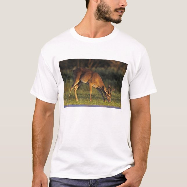 Camiseta Veado-de-cauda-branca, Odocoileus virginianus (Frente)