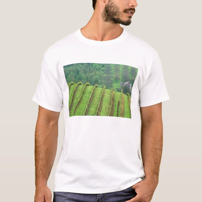 Camiseta Vinhas de uva perto de Newberg Oregon (Frente)