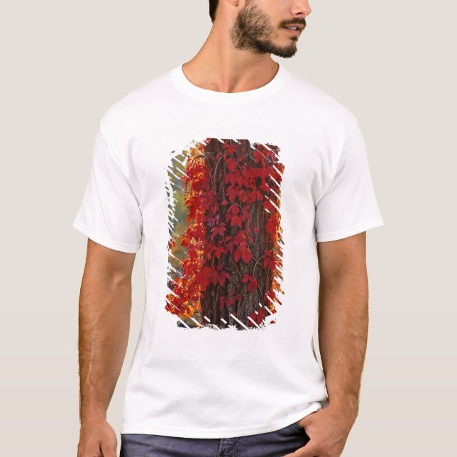 Camiseta Virginia Creeper vermelho vivo no outono (Frente)