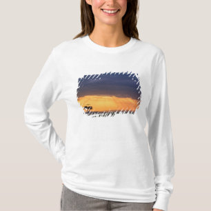 Camiseta Vista panorâmica de abutre e acácia