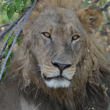 Você Está Falando Comigo! Lion Stare.