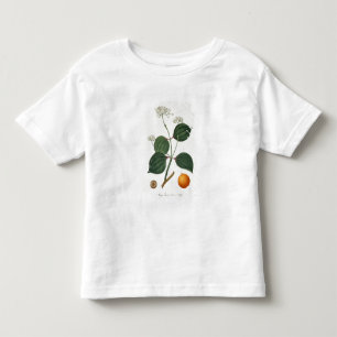 Camiseta Vomica de noz de Strychnos 'de Phytographie