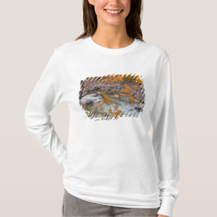 Camiseta WA, Floresta Nacional de Wenatchee, Árvore de bord
