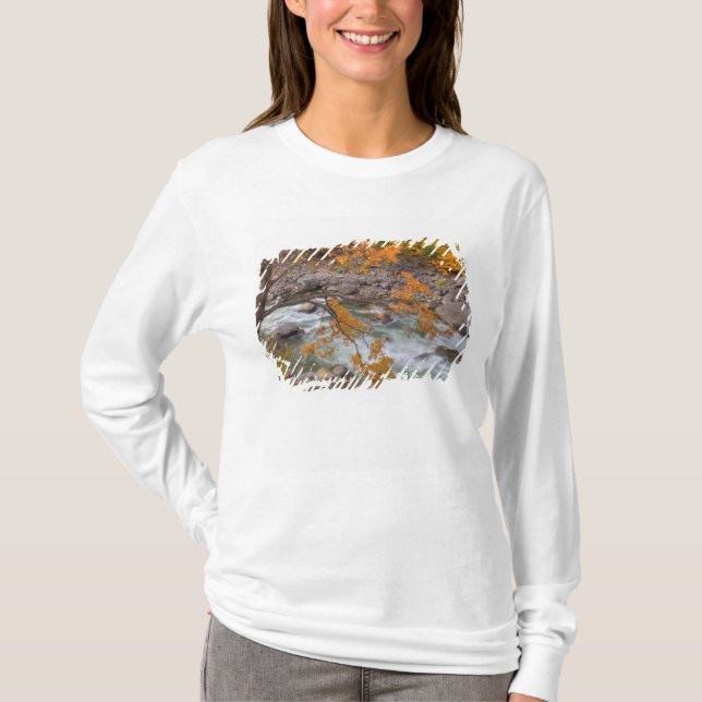 Camiseta WA, Floresta Nacional de Wenatchee, Árvore de bord (Frente)