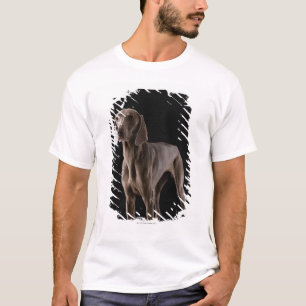 Camiseta Weimaraner, tiro do estúdio