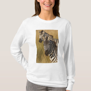 Camiseta Zebra de Burchell no capim alto de verão, Masai