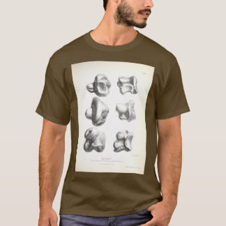 Camiseta Zoologia da Viagem de HMS Beagle 1840 Fossi