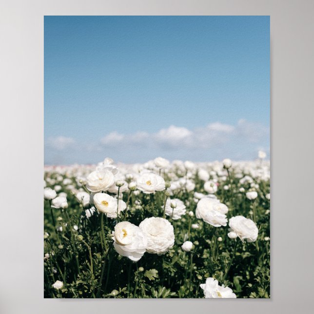Campo branco de flores - impressão de pôster (Frente)