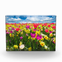Campo das tulipas