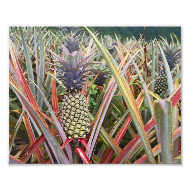 Campo de ananás, ananás, fotografia (Frente)