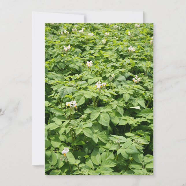 Campo de batata (Frente)