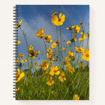 Campo de flores amarelas