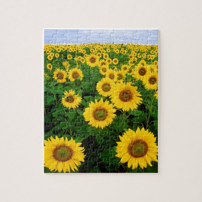 CAMPO DE GIRASSÓIS & CÉU AZUL 8X10 QUEBRA-CABEÇA (Vertical)