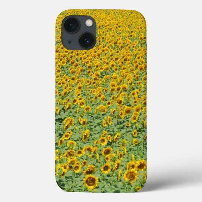 Campo de girassol amarelo (Verso)