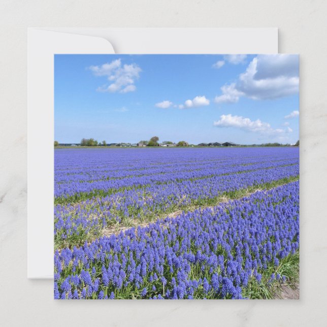 Campo de Hyacinths (Frente)