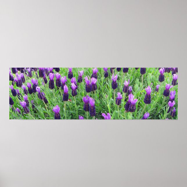 Campo de Lavanda 26" w x 8" h Poster (Frente)