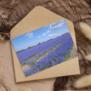 Campo de papel Hyacinths