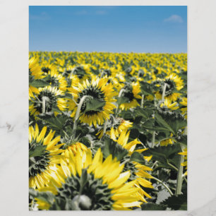 Campo de Sunflower