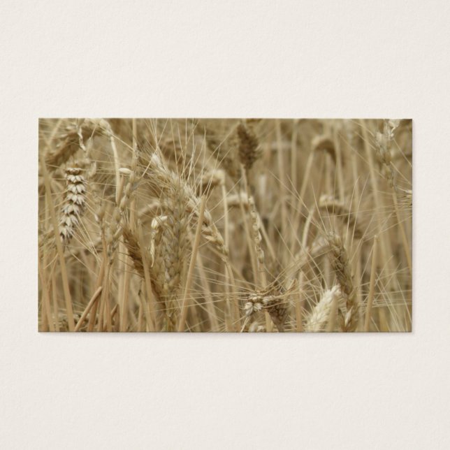 Campo de trigo (Frente)