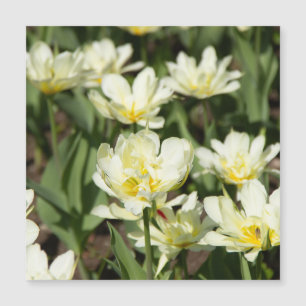 Campo de tulipas brancas Foto