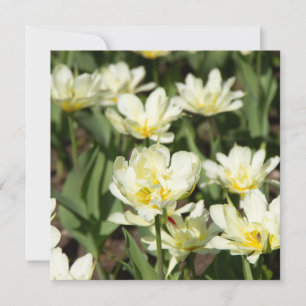 Campo de tulipas brancas Foto