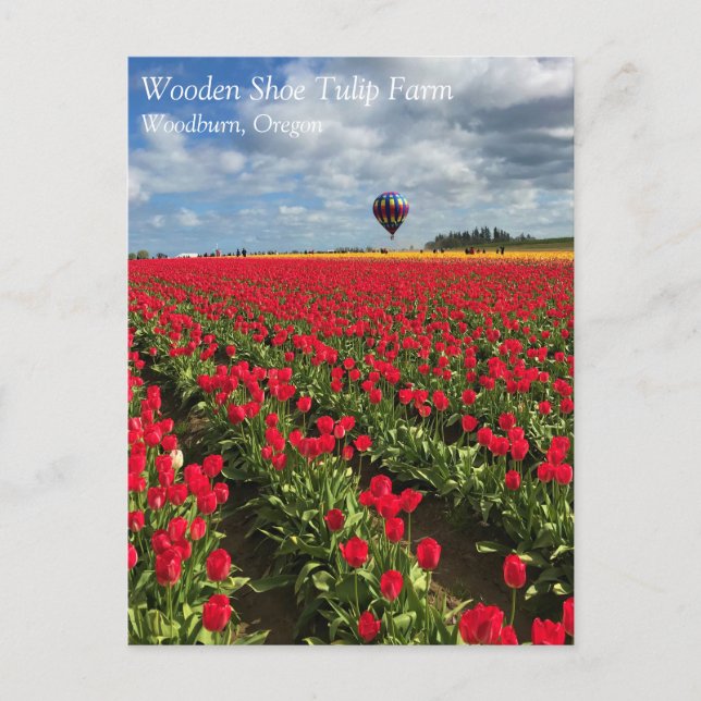 Campo de Tulipas Vermelhas com Cartão Postal de Ba (Frente)