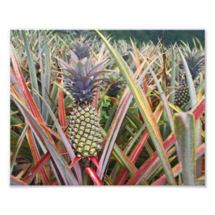 Campo do abacaxi, abacaxi, fotografia