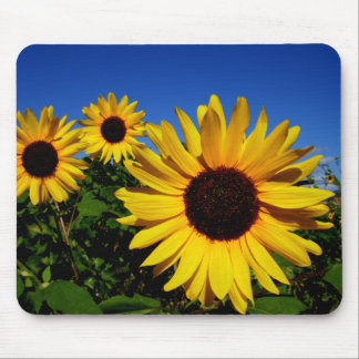 Campo Mousepad do girassol