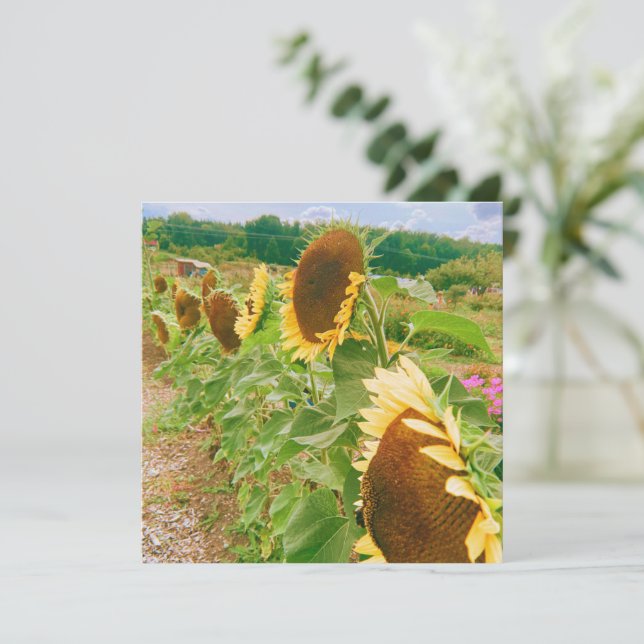 Campos de girassol (Em pé/Frente)