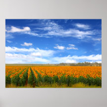Campos de girassol - Poster