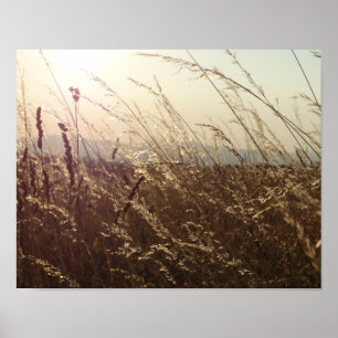 Campos de grama Amarelo Papel Poster (Matte)