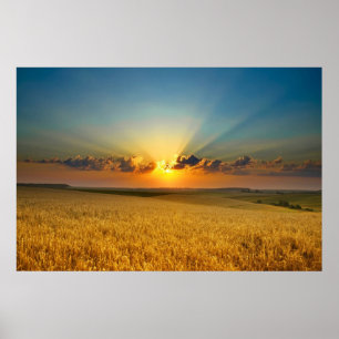 Campos de trigo majestosos Exibir poster