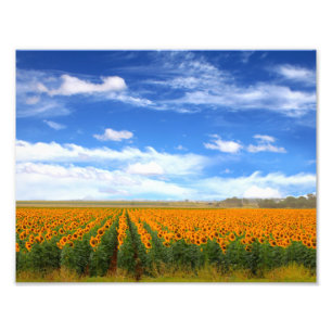 Campos do girassol - ampliação da foto